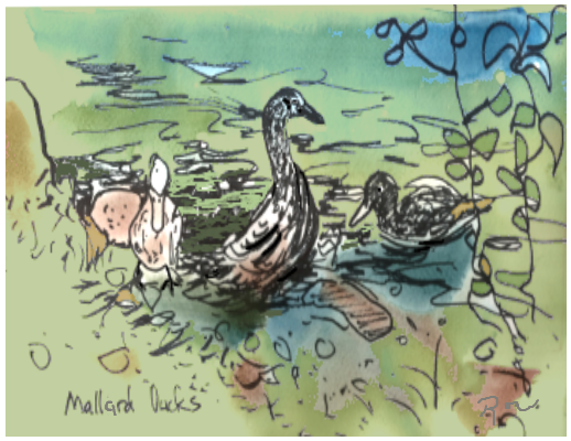 The quick draw is essential when studying birds outside. Even if you only manage a few 'gesture lines' you have succeeded! Practice will bring facility. Not doing will bring you nothing.